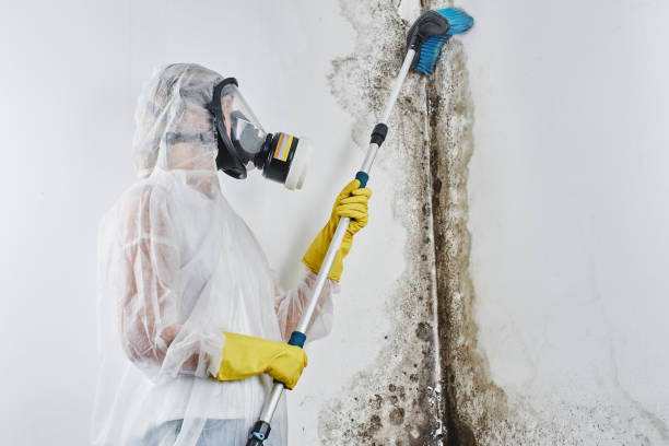 Best Commercial Mold Remediation in Cohoe, AK